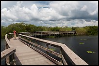 Park visitor looking, Anhinga Trail. Everglades National Park, Florida, USA. (color)