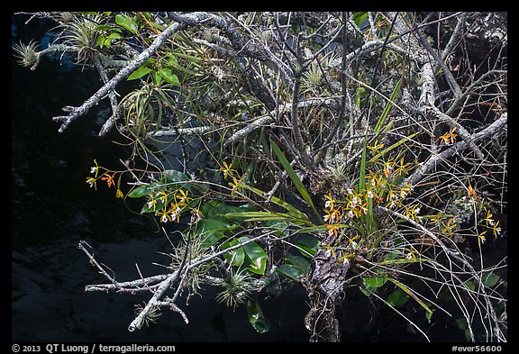 Butterfly Orchid growing on swamp. Everglades National Park, Florida, USA.