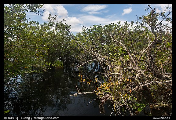 Native Florida orchid and Pond Apple growing in water. Everglades National Park (color)