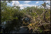 Native Florida orchid and Pond Apple growing in water. Everglades National Park, Florida, USA. (color)