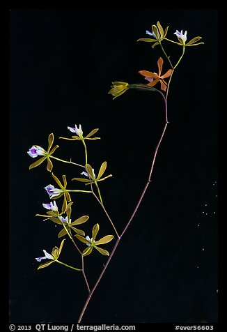 Close-up of Encyclia tampensis branch with orchid flowers. Everglades National Park (color)