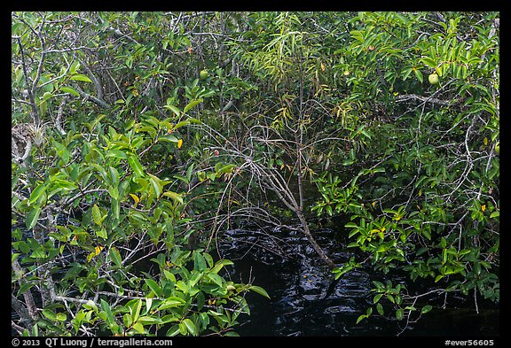 Pond Apple with fruits growing in marsh. Everglades National Park (color)