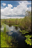 Freshwater marsh in summer. Everglades National Park, Florida, USA. (color)