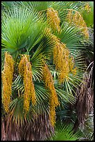 Palmeto with fruits. Everglades National Park ( color)
