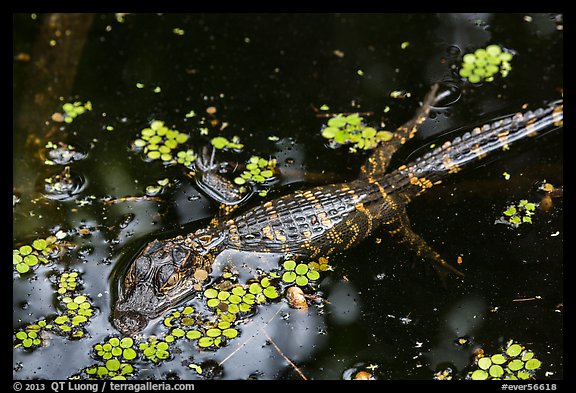 Baby alligator in pond. Everglades National Park, Florida, USA.