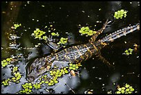 Baby alligator in pond. Everglades National Park ( color)