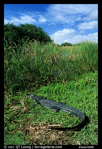 Young alligator at Eco Pond. Everglades National Park, Florida, USA.
