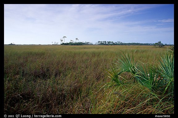 Sawgrass prairie and distant pines near Mahogany Hammock, morning. Everglades National Park, Florida, USA.