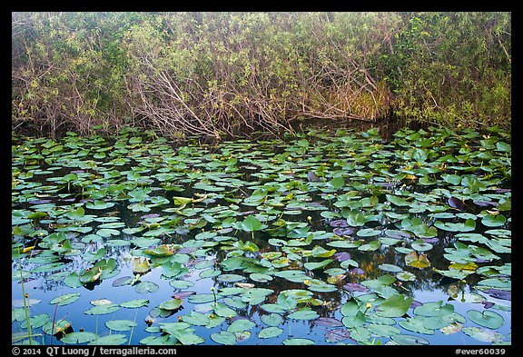 Lily pads, Shark Valley. Everglades National Park (color)