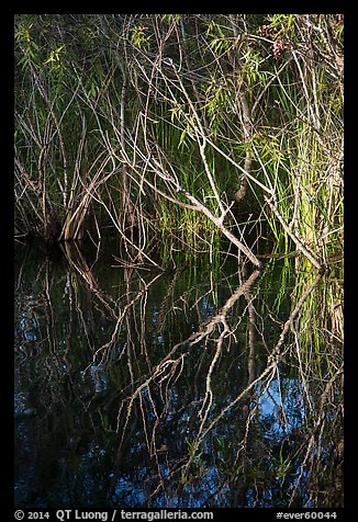 Branches and reflections, Shark Valley. Everglades National Park (color)