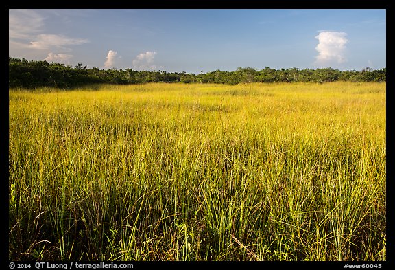 Prairie and hammocks, Shark Valley. Everglades National Park (color)