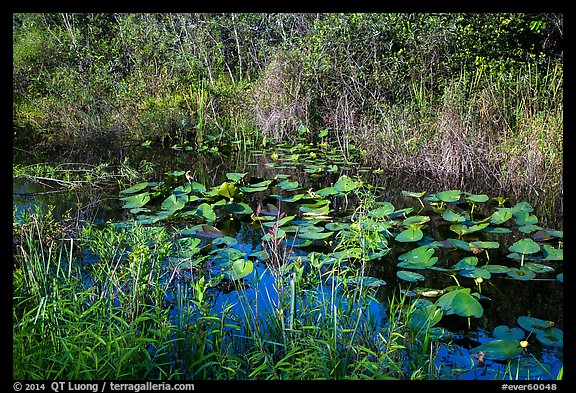 Grasses and water lillies, Shark Valley. Everglades National Park, Florida, USA.