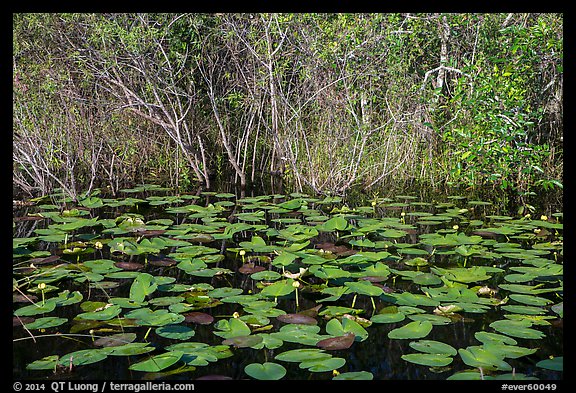 Water lillies and thicket, Shark Valley. Everglades National Park, Florida, USA.