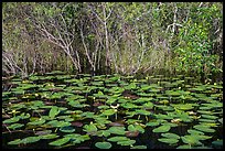 Water lillies and thicket, Shark Valley. Everglades National Park ( color)