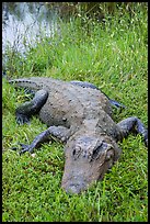 Alligator, Shark Valley. Everglades National Park ( color)