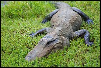 Alligator on grass, Shark Valley. Everglades National Park ( color)