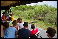 Tourists look at alligator from tram, Shark Valley. Everglades National Park ( color)