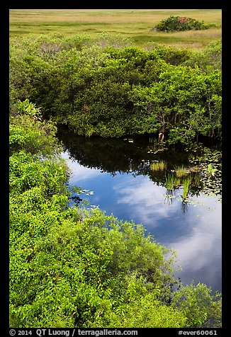 Pond from above, Shark Valley. Everglades National Park (color)