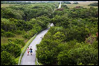 Trail and tram road, Shark Valley. Everglades National Park ( color)