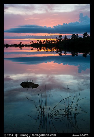 Reeds and pine trees at sunset, Pines Glades Lake. Everglades National Park (color)