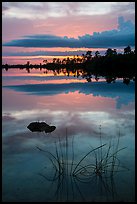 Reeds and pine trees at sunset, Pines Glades Lake. Everglades National Park ( color)