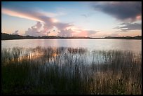 Reeds and Nine-Mile Pond, sunrise. Everglades National Park ( color)