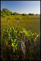 Dwarfed red mangroves and sawgrass. Everglades National Park ( color)