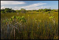 Dwarfed red mangroves in summer. Everglades National Park ( color)