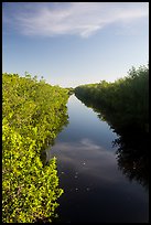 Canal lined up with mangroves. Everglades National Park ( color)