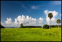 Coastal prairie, Flamingo. Everglades National Park ( color)