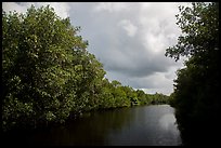 Tropical vegetation growing along canal. Everglades National Park ( color)