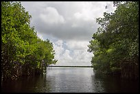 Coot Bay framed by mangroves. Everglades National Park ( color)