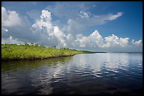Mangrove shore of Coot Bay. Everglades National Park ( color)