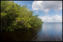 Mangroves bordering Coot Bay. Everglades National Park ( color)