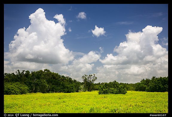 Saltwort prairie. Everglades National Park (color)