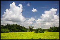 Saltwort prairie. Everglades National Park ( color)