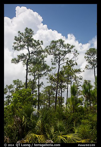 Pines and summer clouds. Everglades National Park (color)