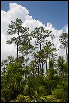Pines and summer clouds. Everglades National Park ( color)