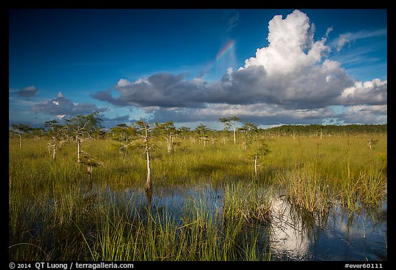 Dwarf Cypress and summer clouds. Everglades National Park, Florida, USA.