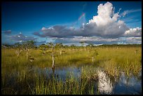 Dwarf Cypress and summer clouds. Everglades National Park ( color)
