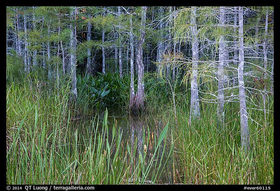 Cypress in summer. Everglades National Park (color)