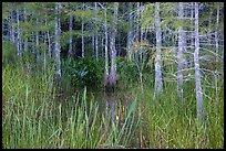Cypress in summer. Everglades National Park ( color)