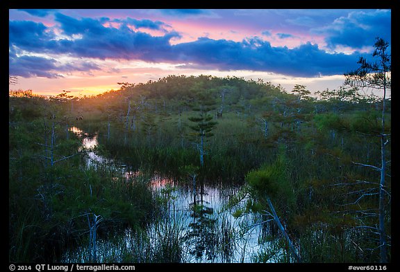 Cypress dome, summer sunset. Everglades National Park, Florida, USA.