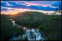 Cypress dome, summer sunset. Everglades National Park ( color)