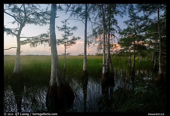 Cypress at edge of dome, summer sunrise. Everglades National Park, Florida, USA.