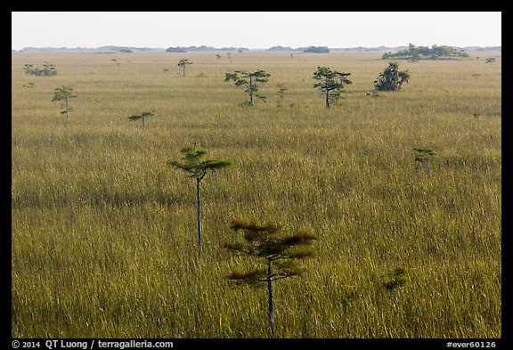 Freshwater prairie punctuated by cypress at sunrise. Everglades National Park (color)