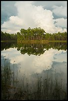 Island with pines and cloud, Long Pine Key. Everglades National Park ( color)