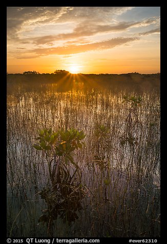 Sun rising above dwarf mangroves. Everglades National Park, Florida, USA.
