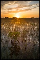 Sun rising above dwarf mangroves. Everglades National Park ( color)