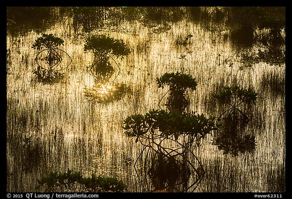 Dwarf mangroves silhouettes. Everglades National Park (color)